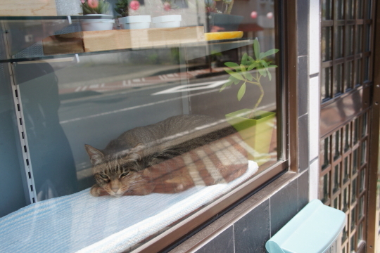 湯河原の猫