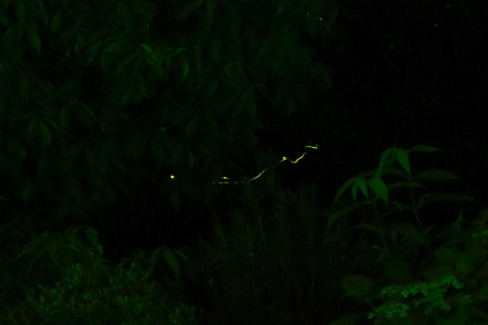 湯河原万葉公園のホタル