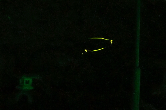 湯河原万葉公園のホタル