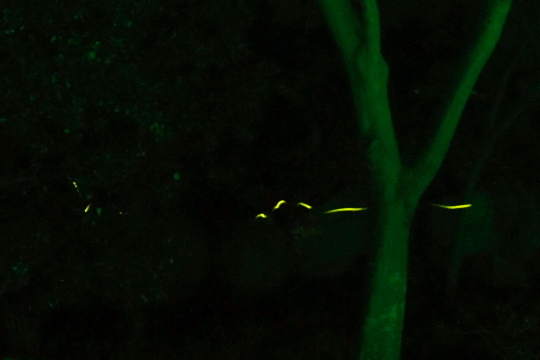 湯河原万葉公園のホタル