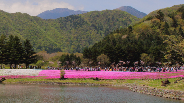 富士芝桜まつり