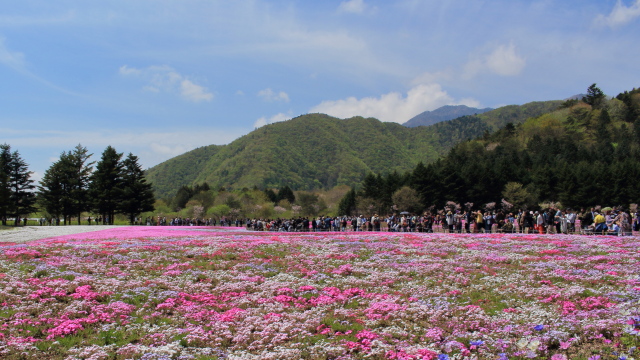 富士芝桜まつりの人混み