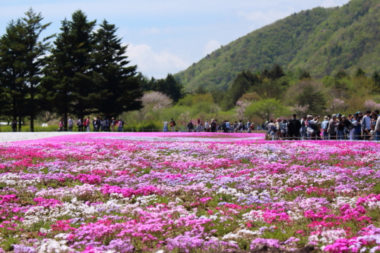 富士芝桜まつりの人混み