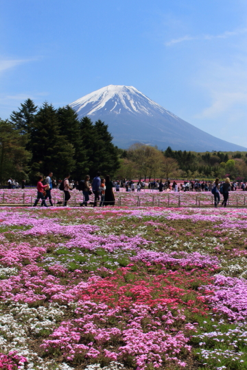 富士山と芝桜と人混み