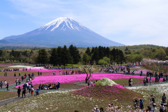 ミニ芝桜富士