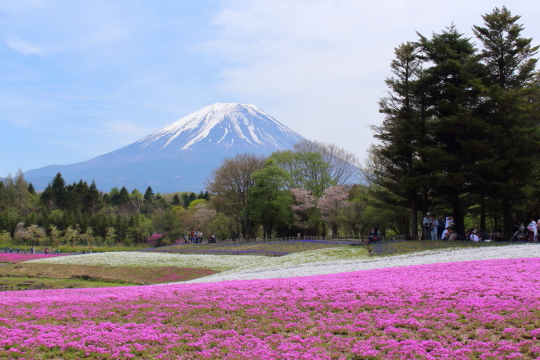 富士山と芝桜