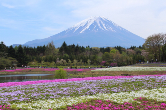 富士山と芝桜
