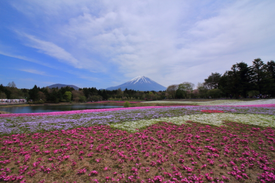 富士山と芝桜