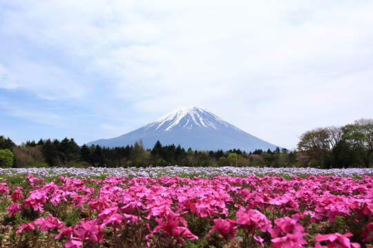 富士山と芝桜