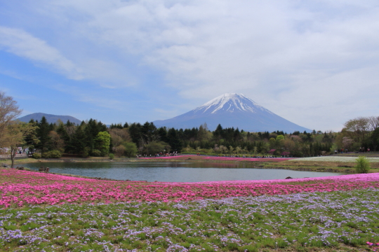 富士山と竜神池と芝桜