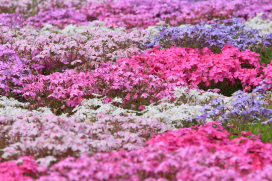 富士芝桜まつり