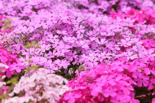 富士芝桜まつり