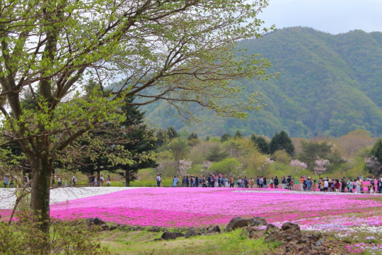 富士芝桜まつり