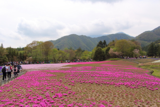 七分咲きの富士芝桜まつり