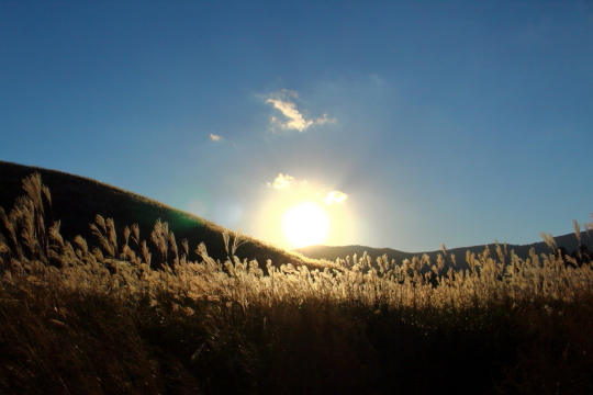 箱根仙石原のすすき草原
