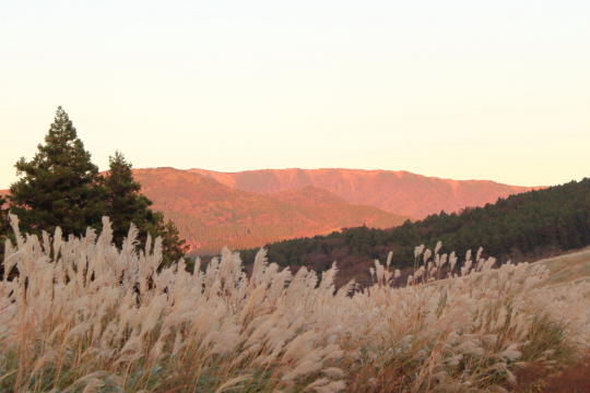 箱根仙石原のすすき草原