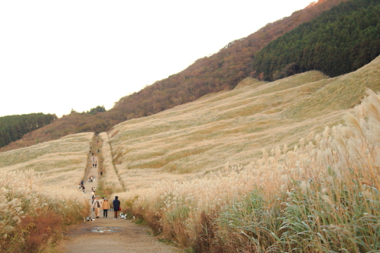 箱根仙石原のすすき草原