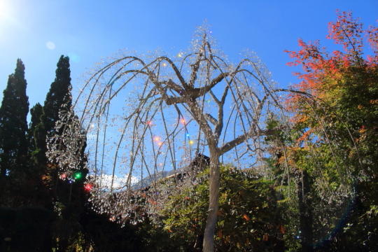 箱根ガラスの森美術館のクリスタル・ガラス