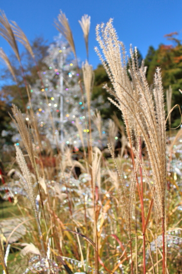 箱根ガラスの森美術館のクリスタル・ガラスとススキ