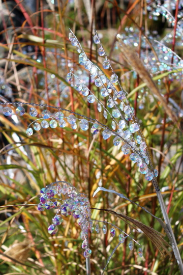 箱根ガラスの森美術館のクリスタル・ガラスのススキ