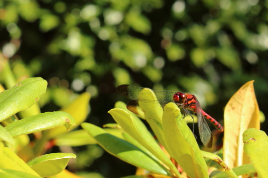 赤とんぼ