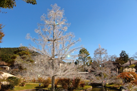 箱根ガラスの森美術館のクリスタル・ガラスのツリー