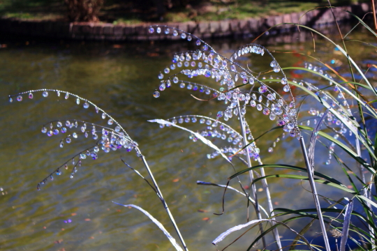 箱根ガラスの森美術館のクリスタル・ガラスのススキ