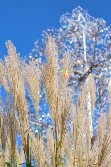箱根ガラスの森美術館のクリスタル・ガラスとススキ