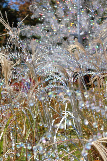 箱根ガラスの森美術館のクリスタル・ガラスのススキ
