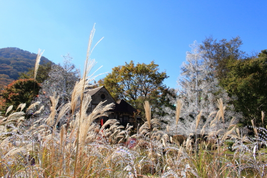 箱根ガラスの森美術館のクリスタル・ガラスのススキ