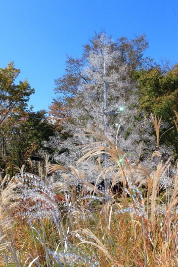 箱根ガラスの森美術館のクリスタル・ガラスのススキ