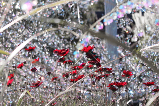 箱根ガラスの森美術館のクリスタル・ガラスのとチョコレートコスモス