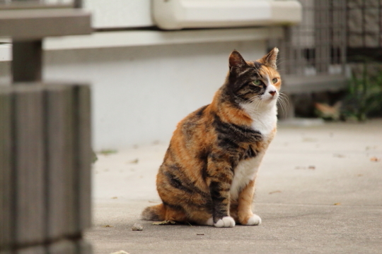 野良猫写真