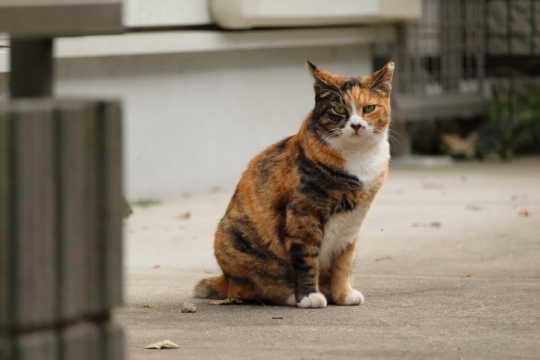 野良猫写真