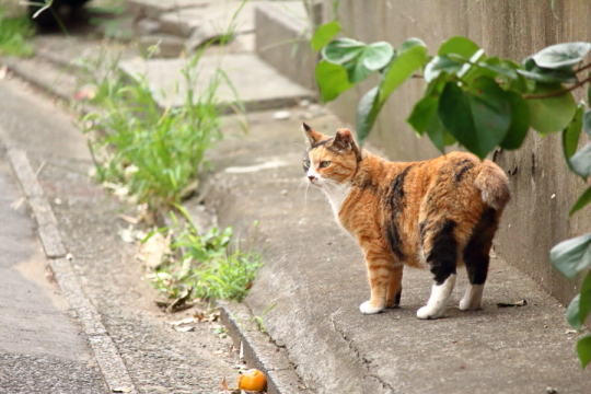 野良猫写真