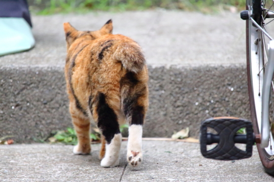 野良猫写真