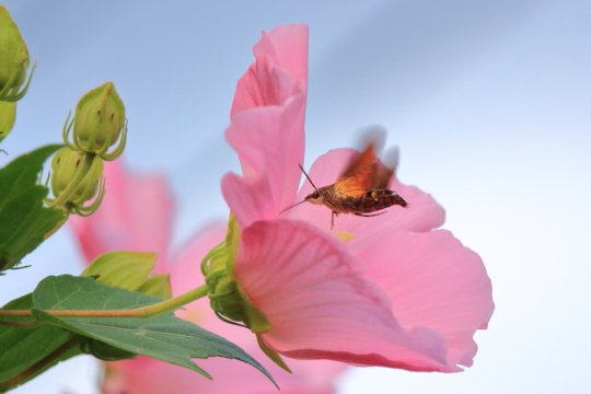 芙蓉とホウジャク