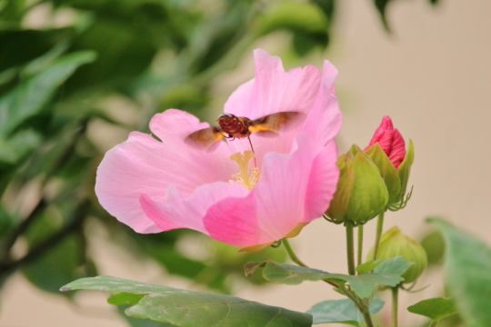 芙蓉とホウジャク