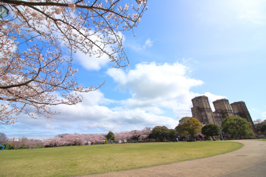根岸競馬場と桜