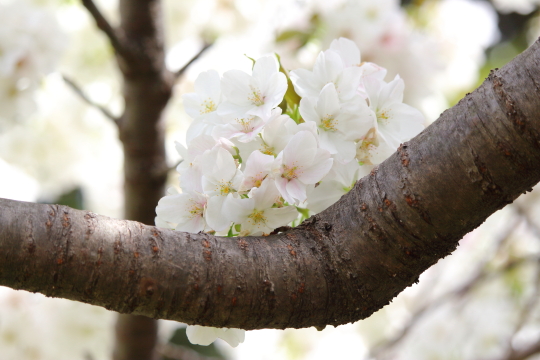 根岸森林公園の白桜