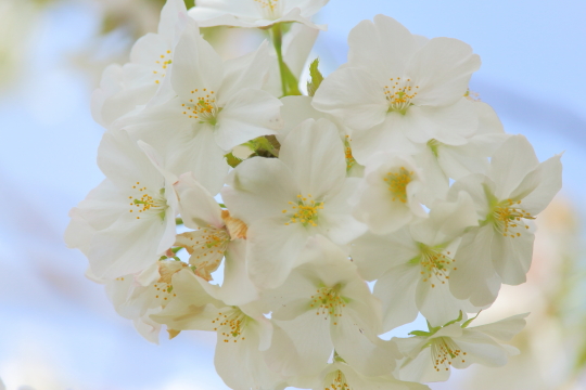 根岸森林公園の白桜