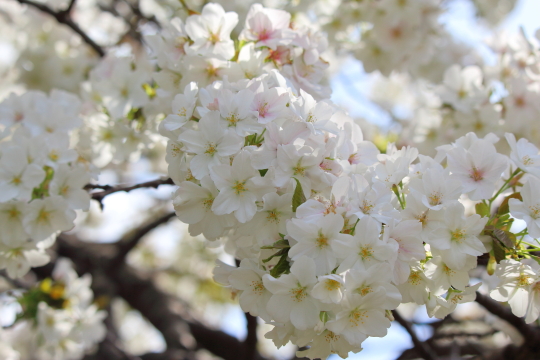根岸森林公園の白桜